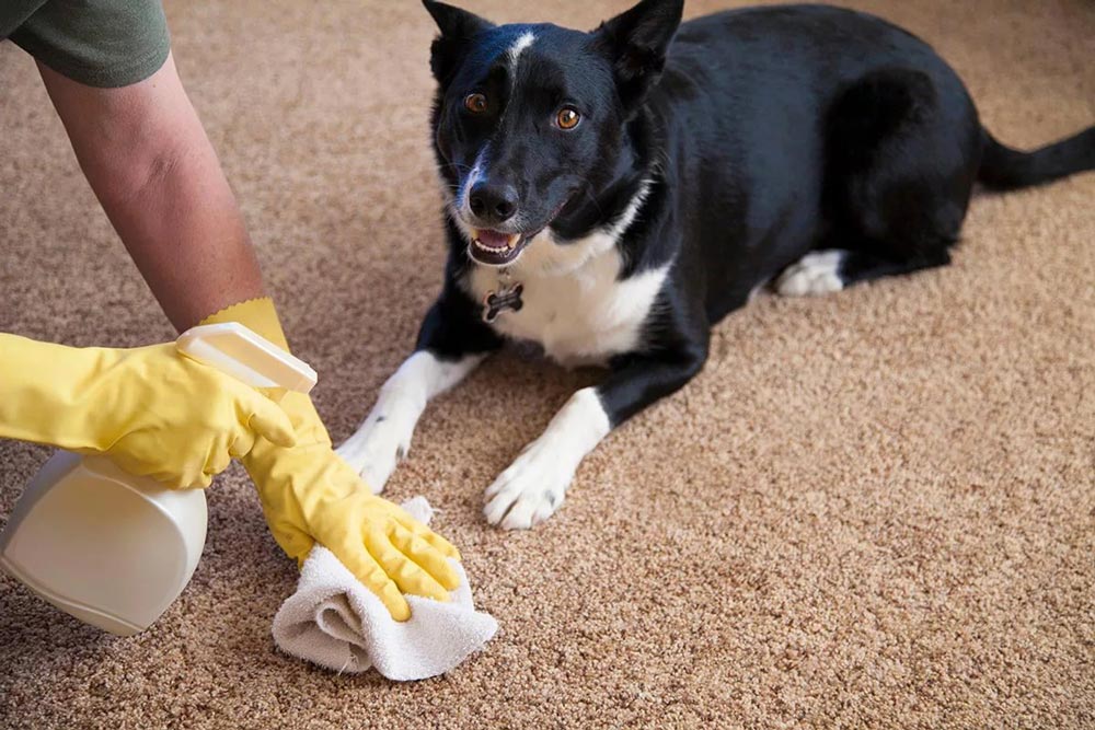 Recurring Residential Dog Waste Removal